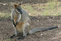 Sumpfwallaby in typischer Sitzhaltung der Känguruhs - auf Hinterbeinen und Schwanz ruhend