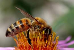 Biene beim Sammeln an der Blüte