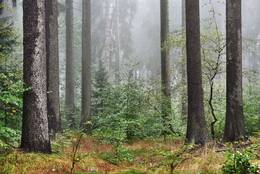 Wald Mitte September in Deutschland