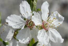 Kirschblüten (Prunus)