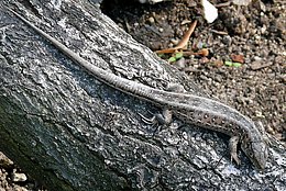 Mauereidechse (Podarcis muralis)