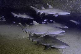 Sandtigerhai (Carcharias taurus)