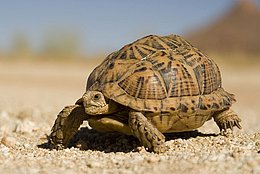 ein Muster in erdigen Farben schmückt den Panzer der Landschildkröte