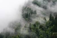 Nebel an einem Hang in der Steiermark, Österreich