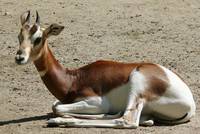 Mhorr-Gazelle (Gazella dama mhorr)