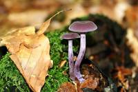 Violetter Lacktrichterling und Herbstlaub - ein reizvoller Gegensatz