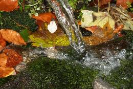klares Wasser und bunte Blätter treffen sich auf sattgrünem Moos