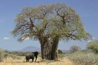 Afrikanischer Elefant unter Afrikanischem Affenbrotbaum