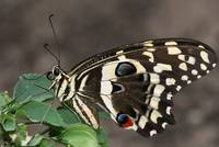 Papilio demodocus in Tanzania
