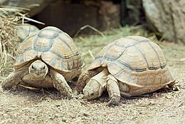 Ägyptische Landschildkröte (Testudo kleinmanni)