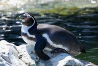 Pinguine sind ja auch sonst ungewöhnliche Vögel
