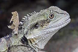 Australische Wasseragame (Physignathus lesueurii)