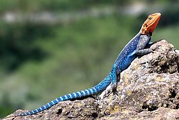 Siedleragame (Agama agama)