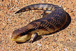 Schwarzgelber Blauzungenskink