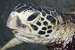 Meeresschildkröte (Familie: Cheloniidae)