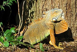 männlicher Grüner Leguan mit auffallend orange-roten Tönen