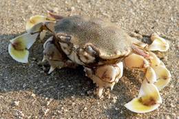 Krabbe an einem sonnigen Morgen am Strand