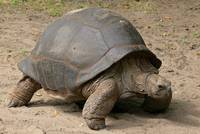 Aldabra-Riesenschildkröte (Aldabrachylis gigantea)