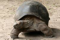 Seychellen-Riesenschildkröte (Aldabrachylis gigantea)