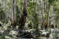 australischer Wald, in Victoria