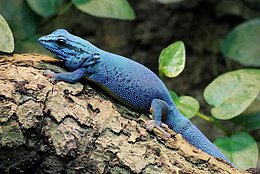 Himmelblauer Zwergtaggecko (Lygodactylus williamsi)