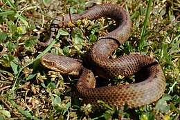 Nordiberische Kreuzotter (Vipera seoanei)