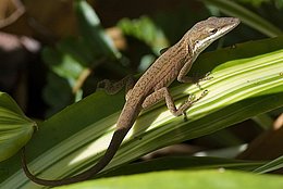 Rotkehlanolis (Anolis carolinensis)