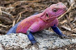Agama mwanzae