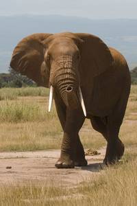 dieser Afrikanische Elefant veranschaulicht gut das Thema Kraft