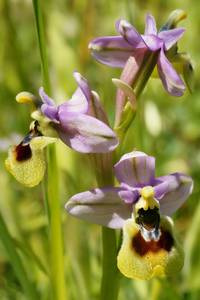 Wespenragwurz (Ophrys tenthredinifera) im Frühling