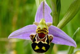 Blüte der Bienenragwurz (Ophrys apifera)