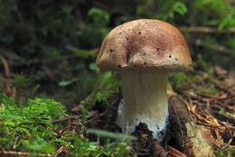 junger Pilz im Wald, von Moos, Blättern und Erde umgeben