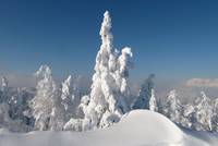 Schneeverwehung und tiefverschneite Bäume