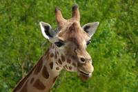 Giraffe (Giraffa carmelopardalis)