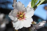 Mandelblüte - Mandelbaum (Prunus dulcis)