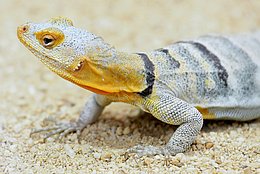 Blauer Felsenleguan (Petrosaurus Thalassinus)