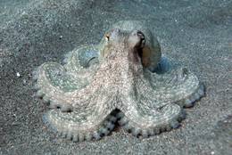 Gemeiner Krake (Octopus vulgaris)