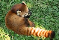 Roter Panda (Ailurus fulgens)