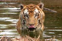 welch ein schönes, ausdrucksstarkes Gesicht der Tiger hat!
