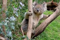das auffallendste am Koala sind die ungewöhnliche Nase und die stark behaarten Ohren
