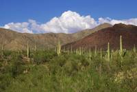 Sonora-Wüste, Standort in Arizona