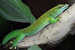Madagaskar-Taggecko (Phelsuma madagascariensis)