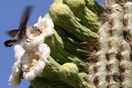 dem Kolibri schmeckt es offensichtlich an der Kaktusblüte