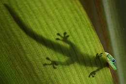 Goldstaub-Taggecko (Phelsuma laticauda)