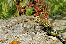 Tyrrhenische Mauereidechse (Podarcis tiliguerta)