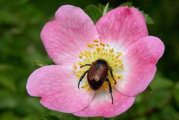 Weinrose (Rosa rubiginosa)