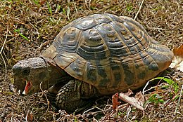 Griechische Landschildkröte (Testudo hermanni boettgeri)