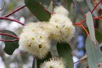 Eukalyptus in Blüte