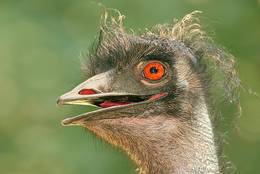 ein ungewöhlicher Vogel - vielleicht sogar ein ungewöhnlicher Emu