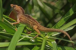 Bahamaanolis (Anolis sagrei)